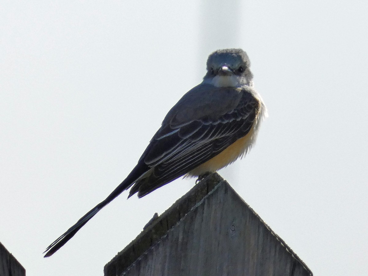 Scissor-tailed Flycatcher - ML386426521