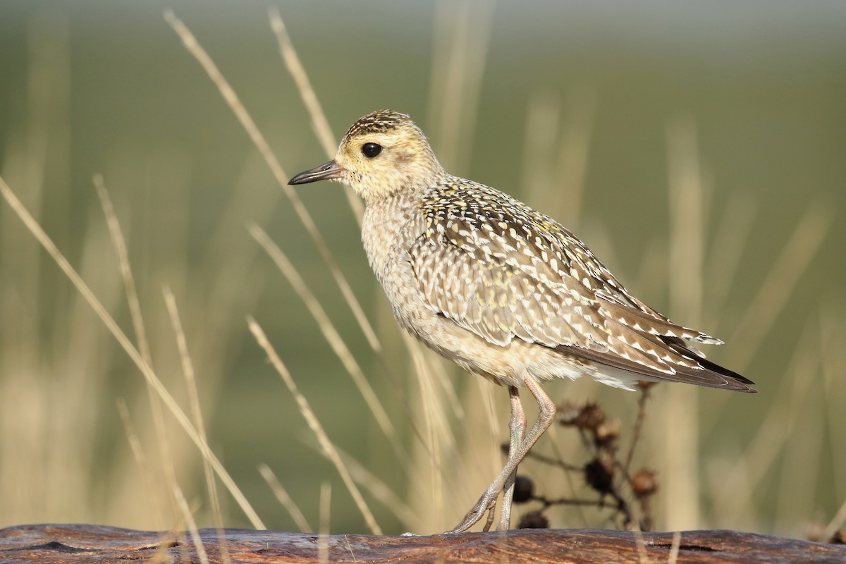 Pacific Golden-Plover - Jeremy Gatten