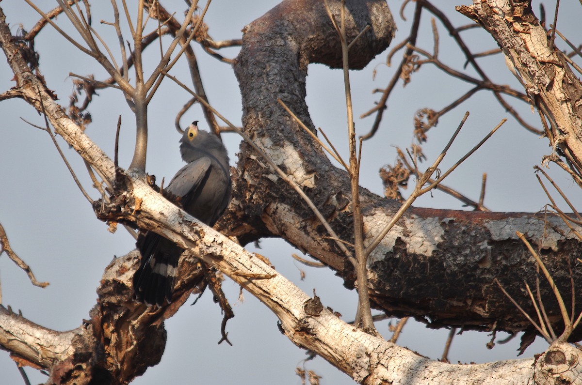 African Harrier-Hawk - Thomas ARMAND