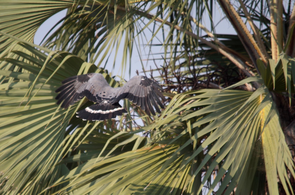 African Harrier-Hawk - Thomas ARMAND