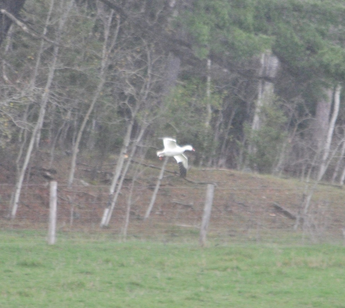 Snow Goose - ML386431521