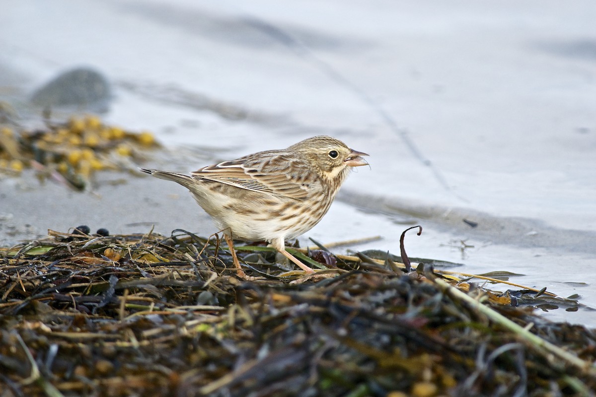 Savannah Sparrow (Ipswich) - Paul Gould