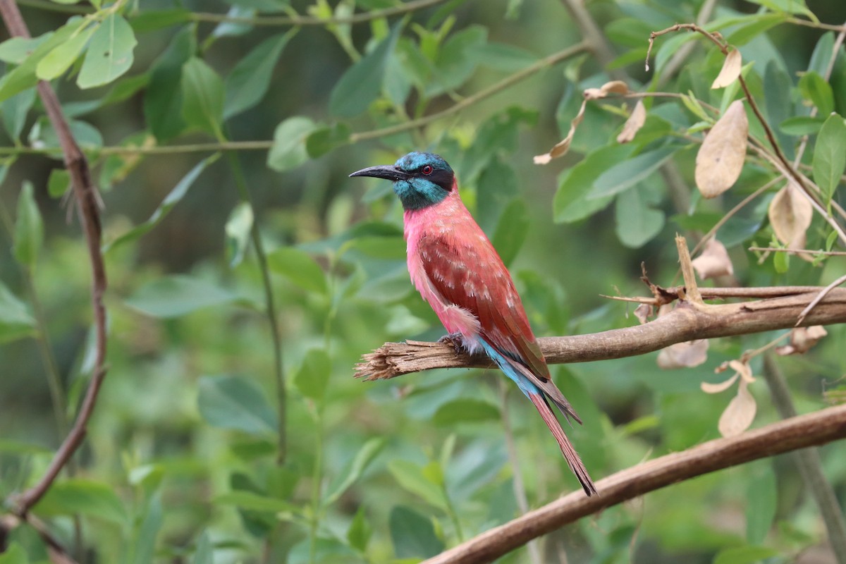 Northern Carmine Bee-eater - Oliver Fowler