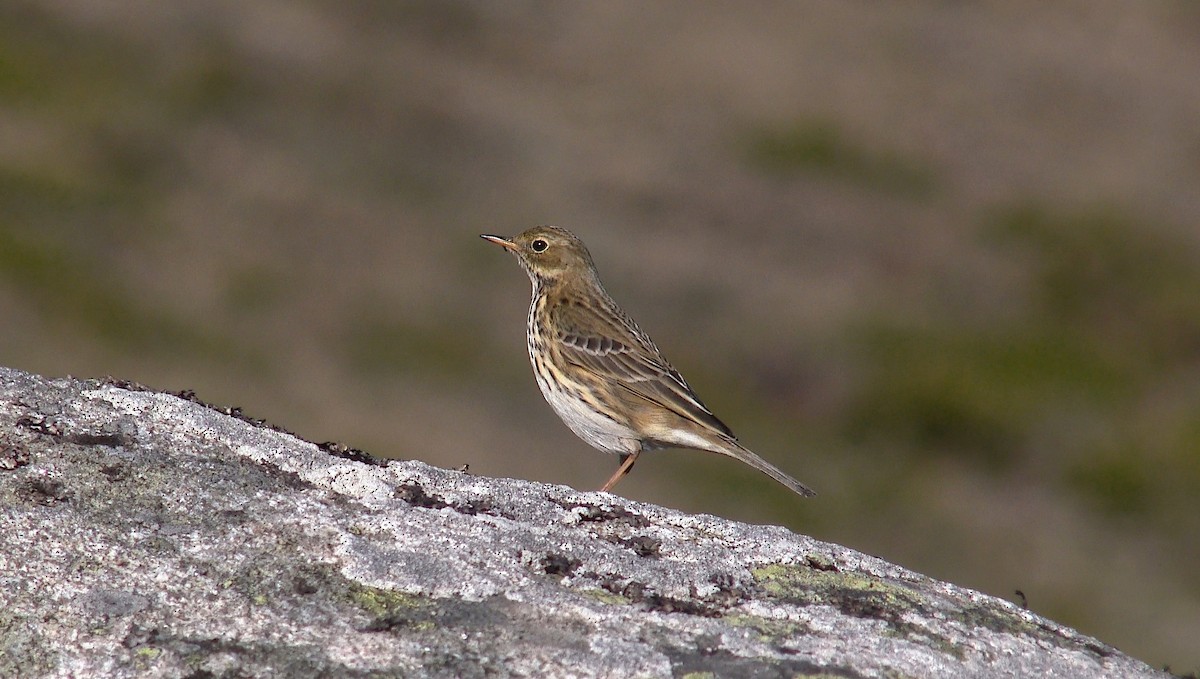 Meadow Pipit - ML386437141