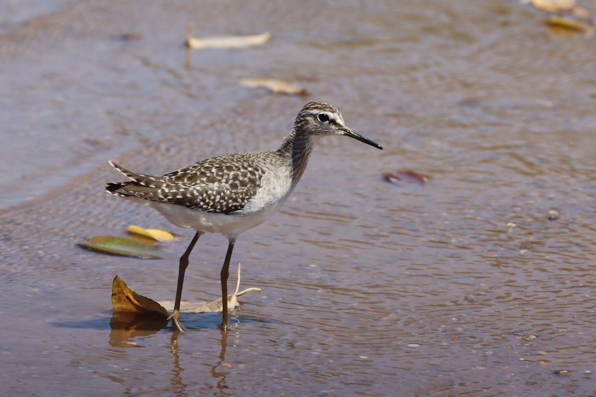 Wood Sandpiper - Oliver Fowler