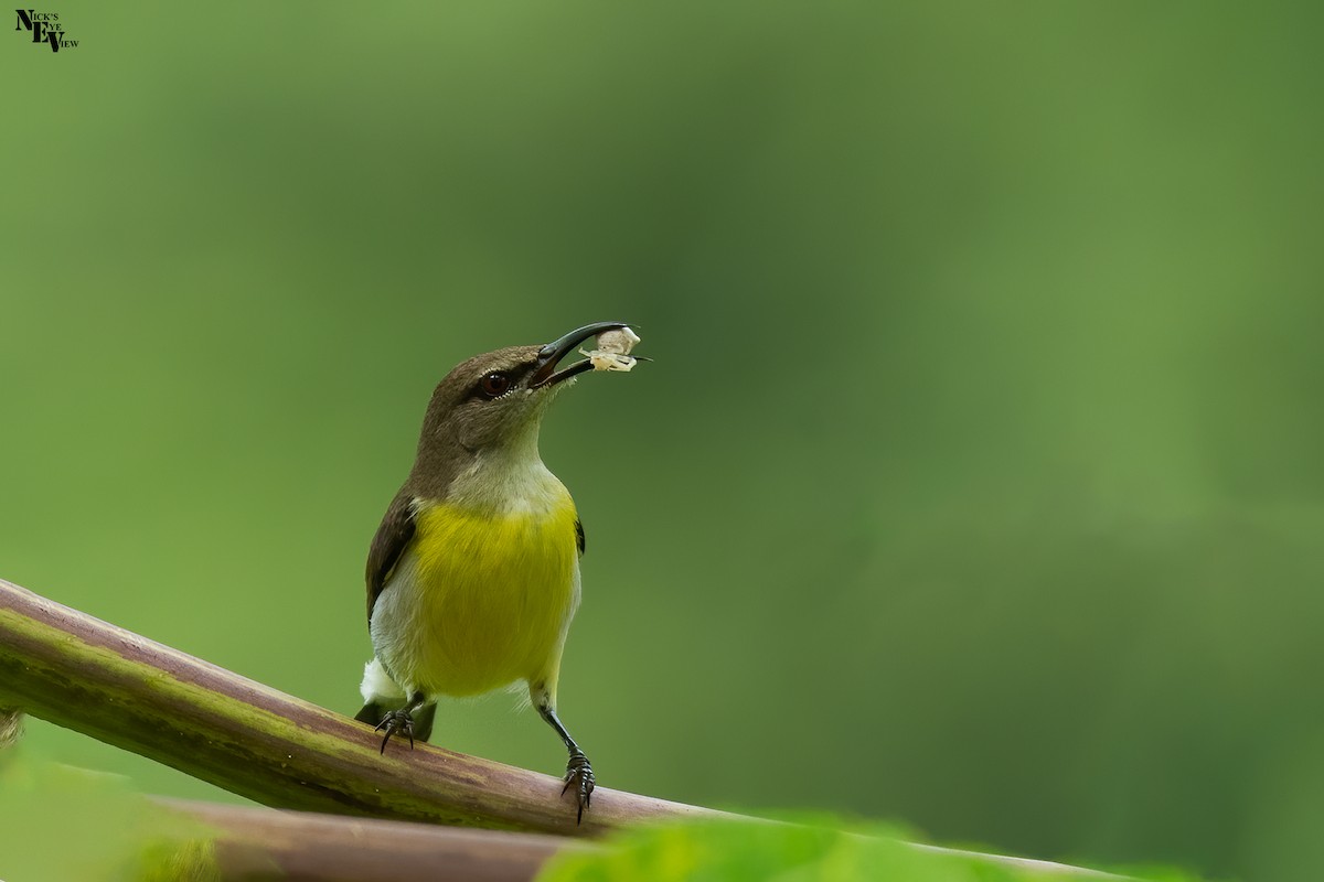 Purple-rumped Sunbird - ML386437171