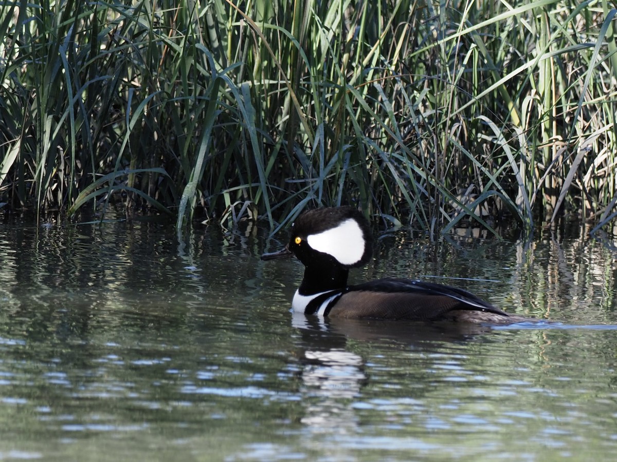 Hooded Merganser - Yve Morrell