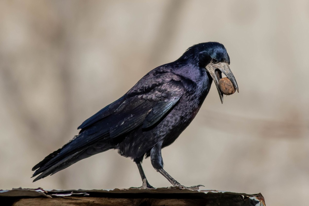 Corbeau freux - ML386437881