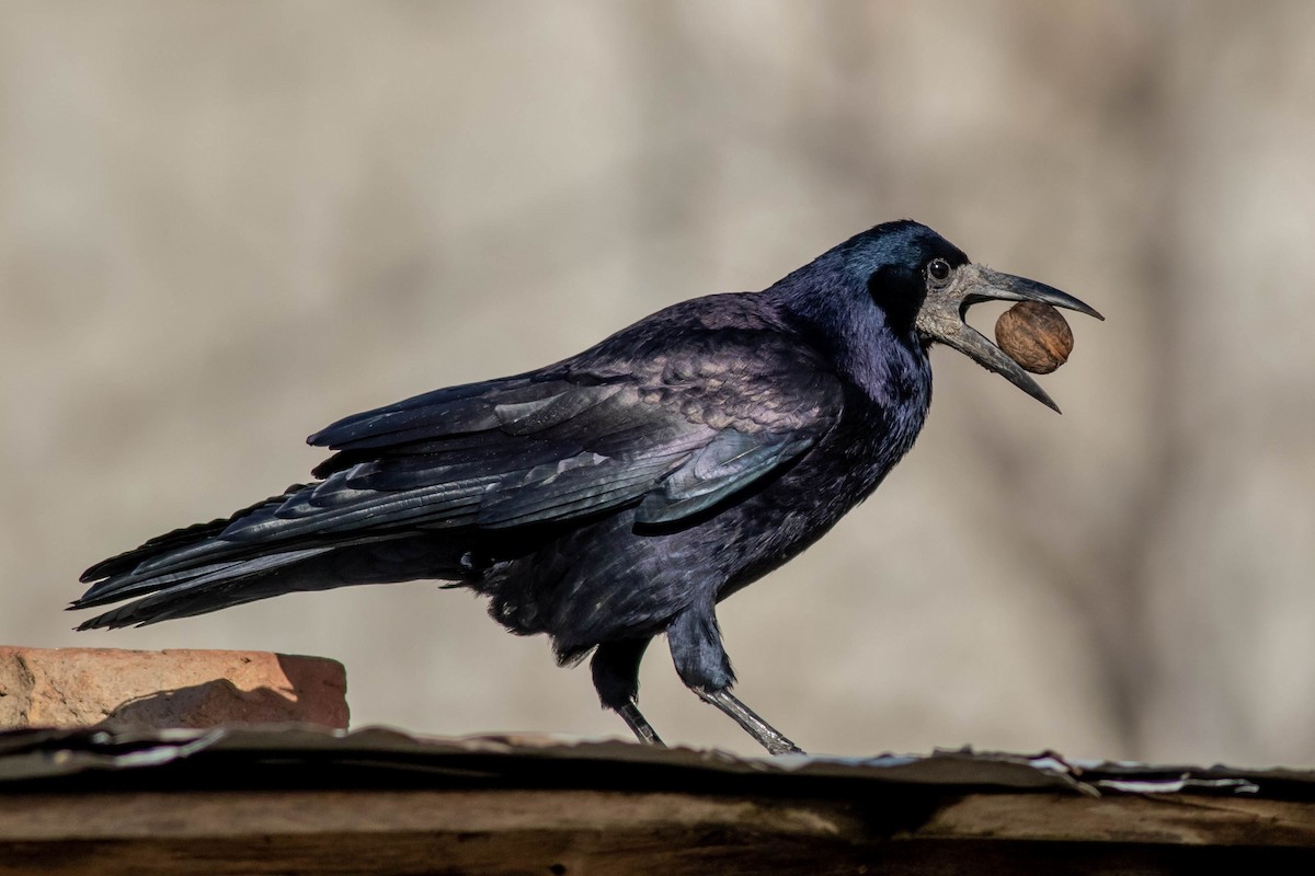 Corbeau freux - ML386437891