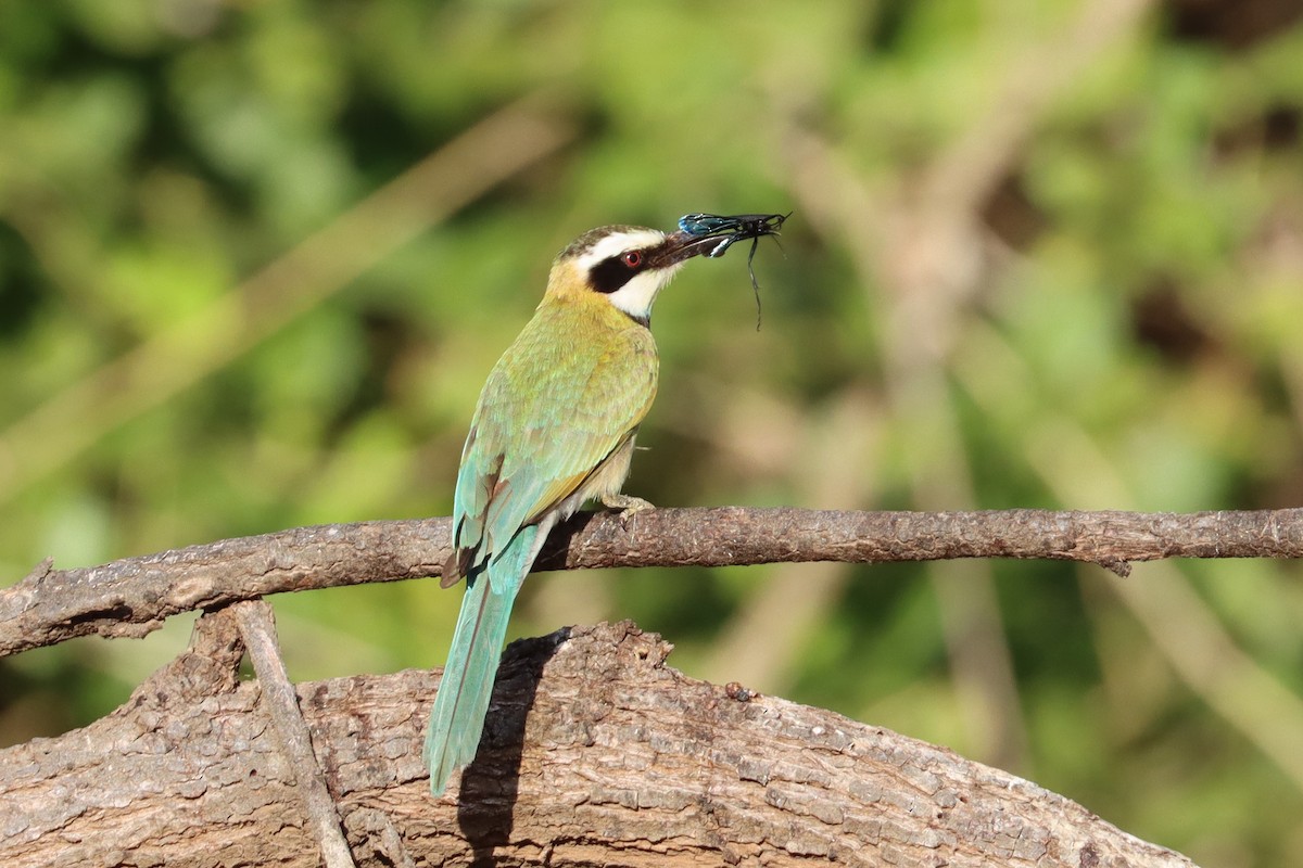 White-throated Bee-eater - Oliver Fowler