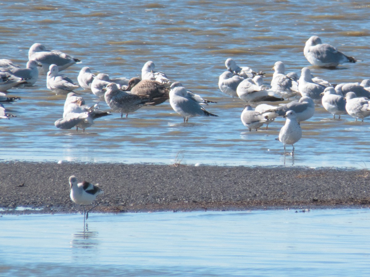 California Gull - ML386438251