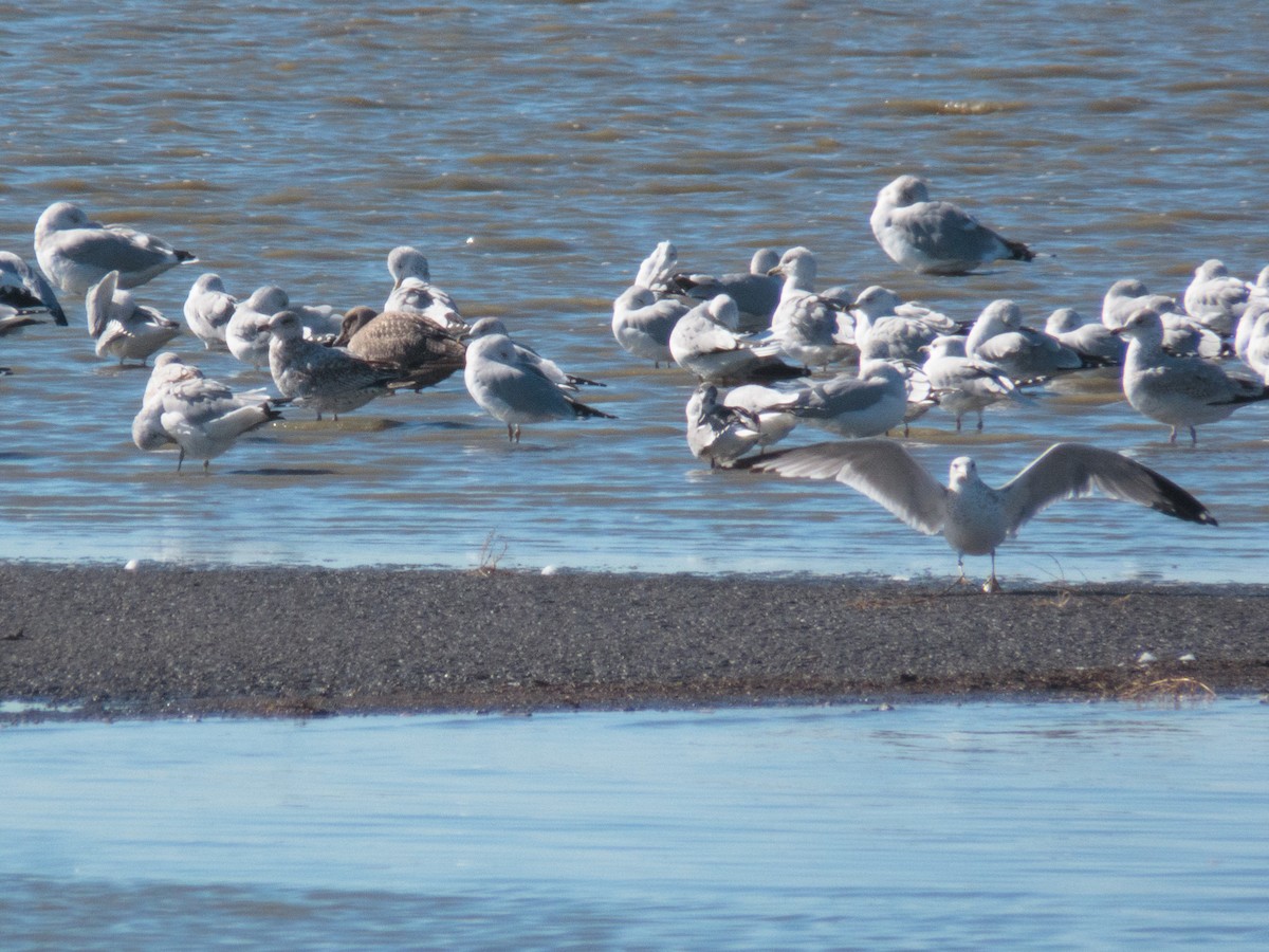 California Gull - ML386438271