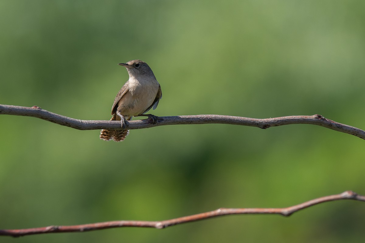 House Wren - ML386438941