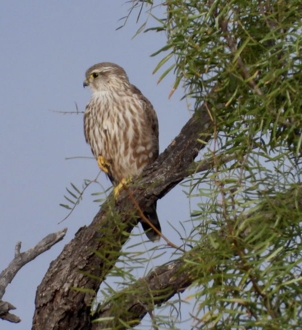 Merlin - Christopher Daniels