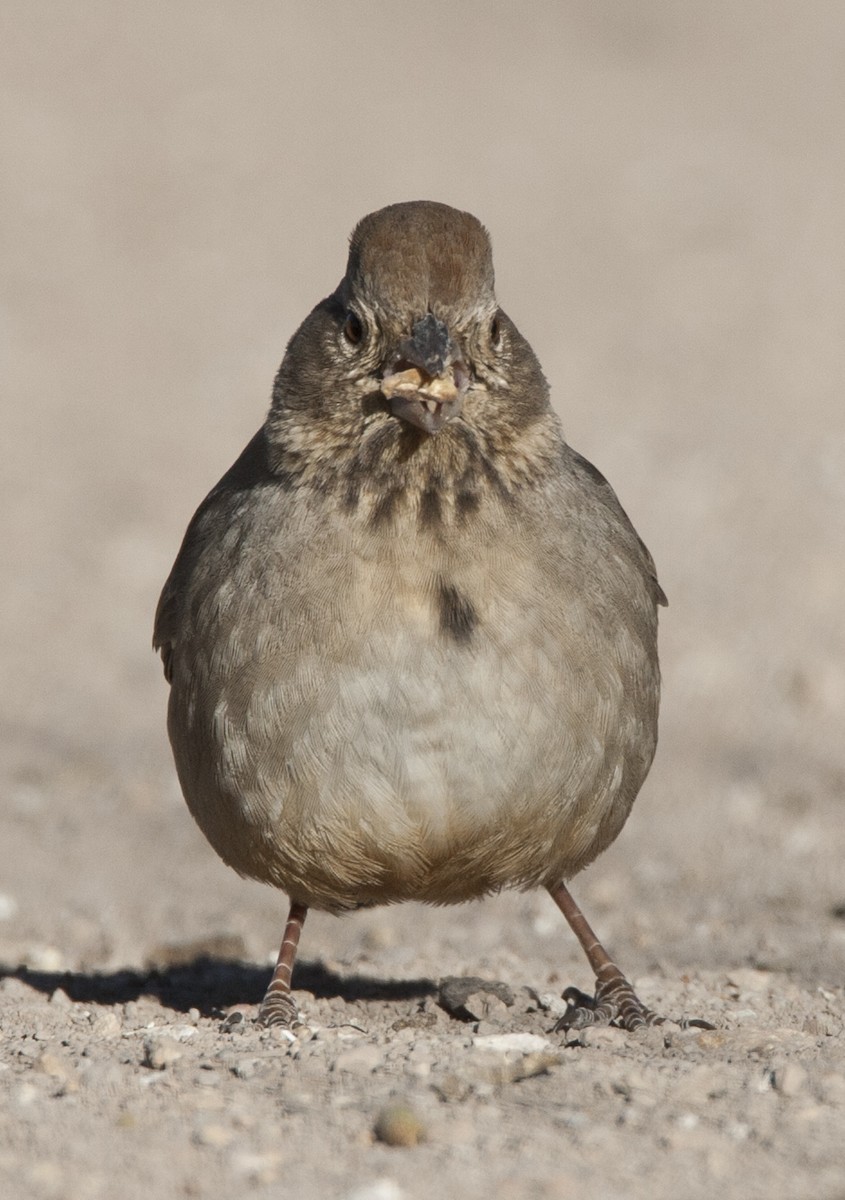 Canyon Towhee - Jeffrey Moore