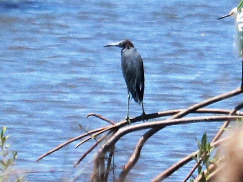 Little Blue Heron - ML386444111