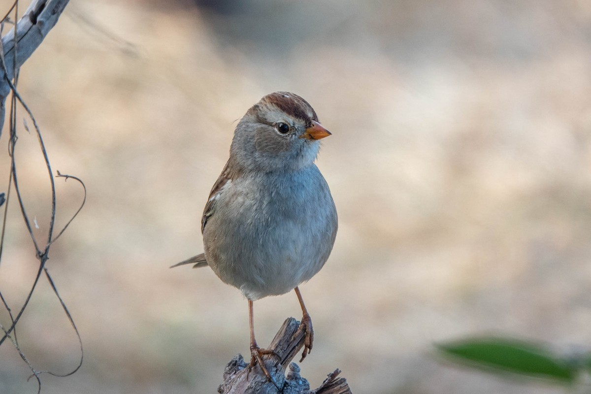 White-crowned Sparrow (Gambel's) - ML386444311