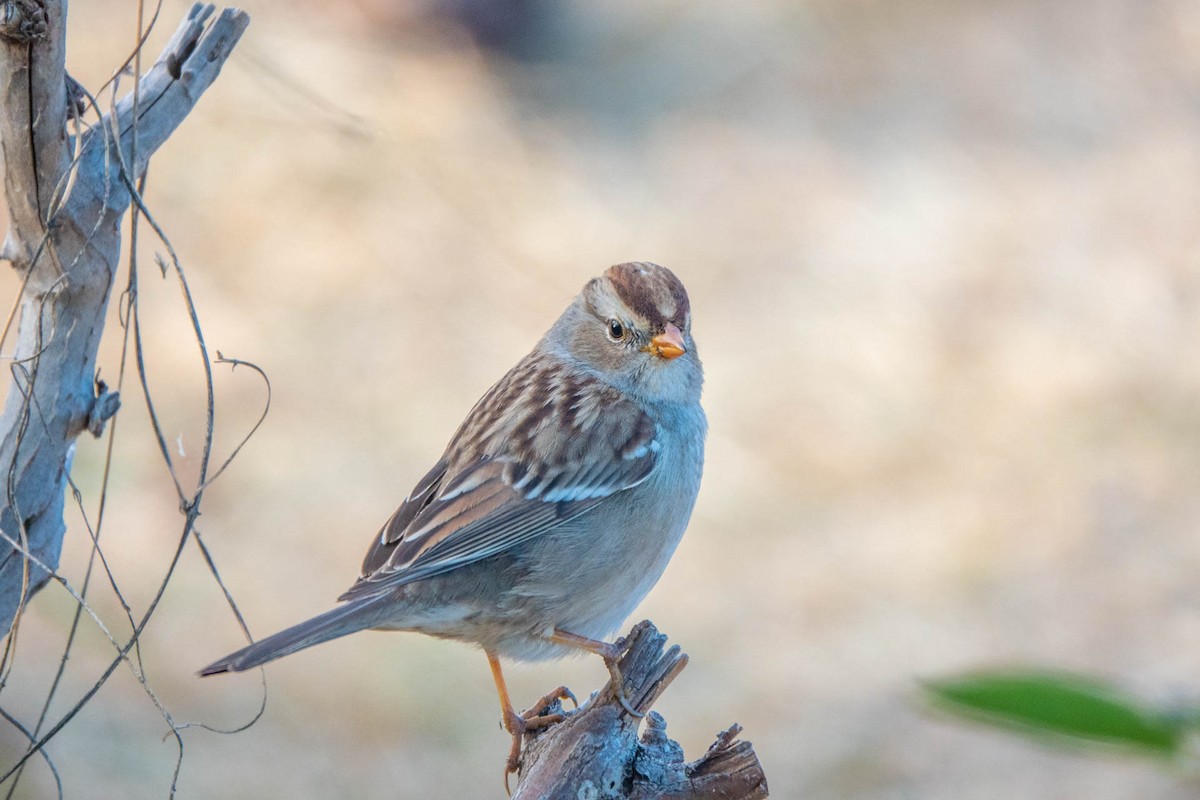 White-crowned Sparrow (Gambel's) - ML386444321