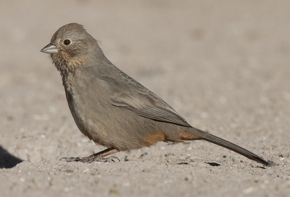 Canyon Towhee - Jeffrey Moore