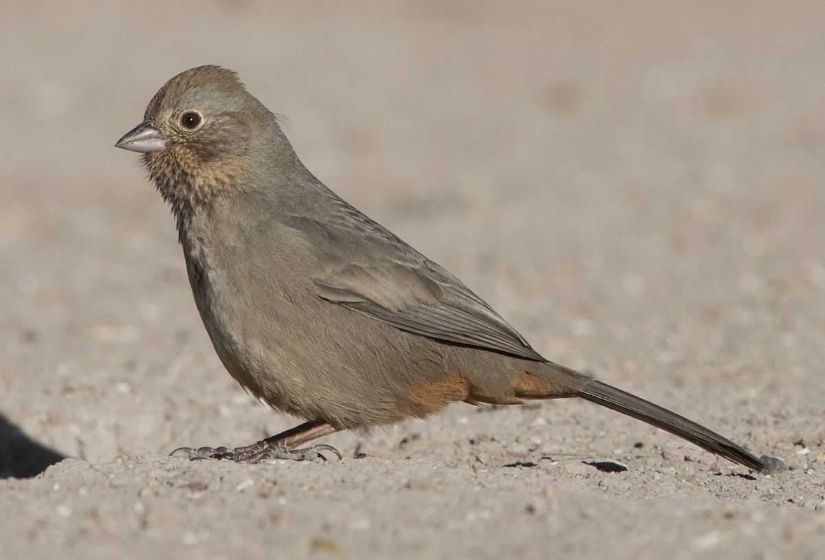 Canyon Towhee - ML38644501