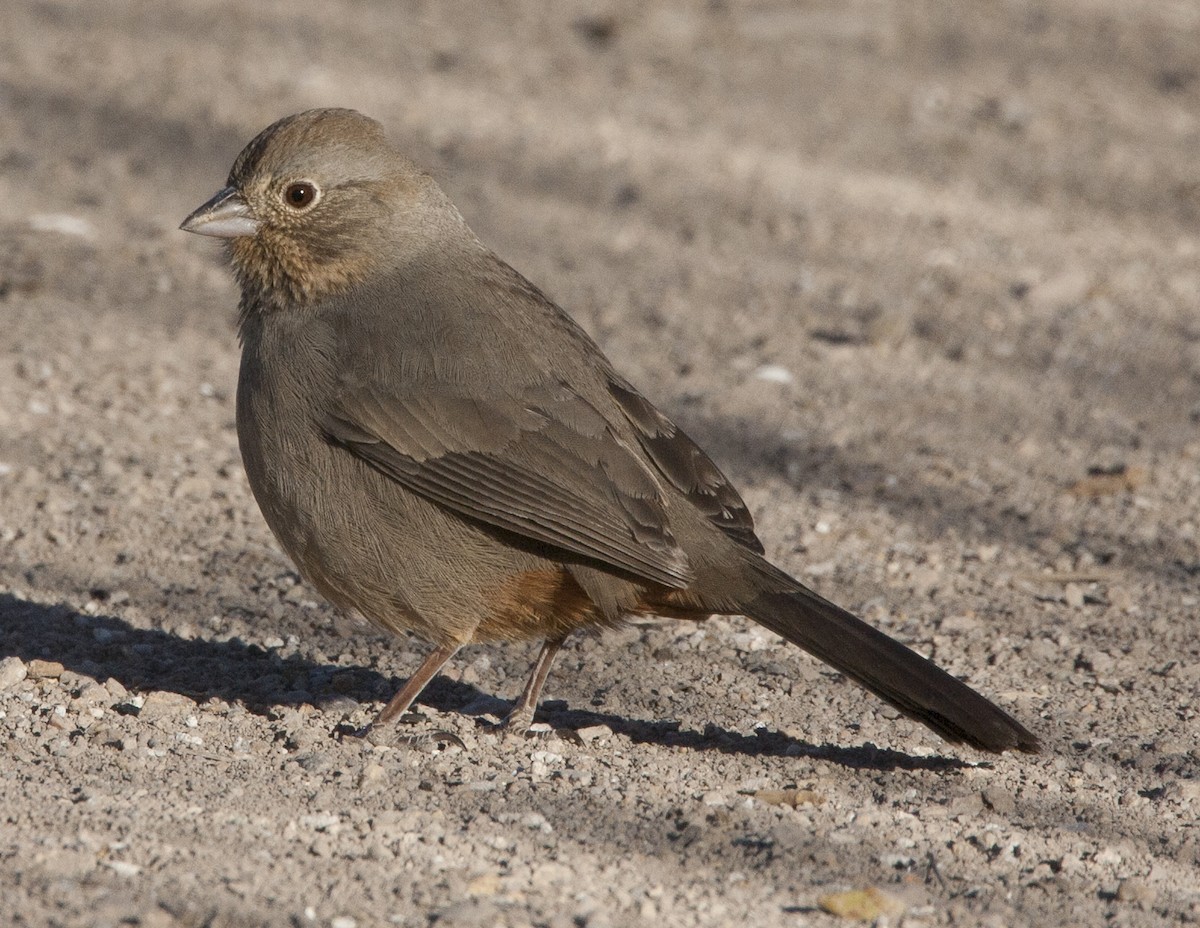 Canyon Towhee - ML38644531