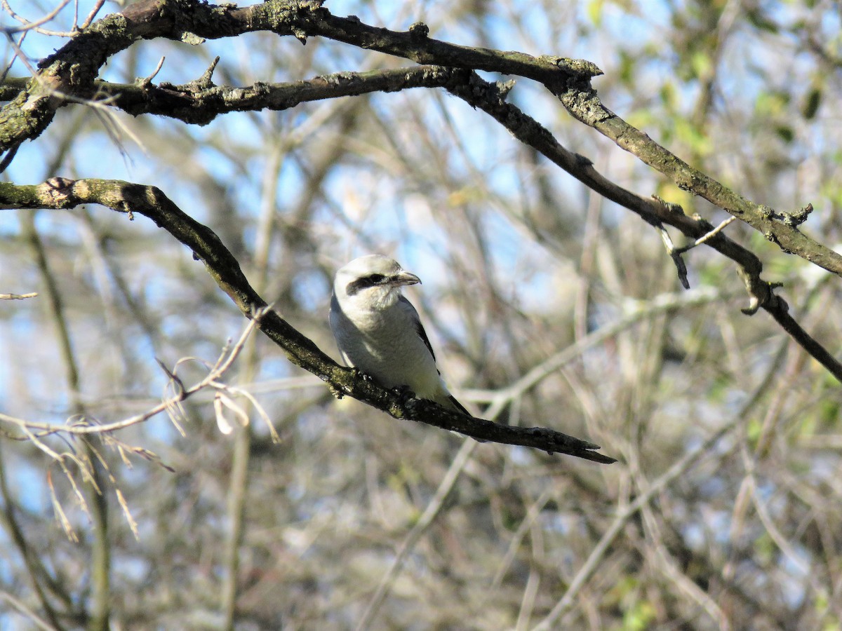 Northern Shrike - ML386447081