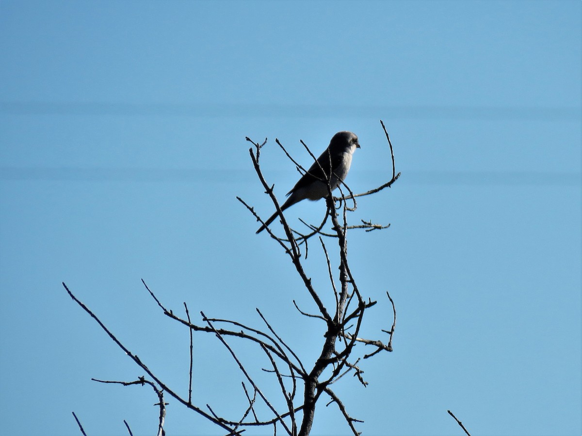 Northern Shrike - ML386447251