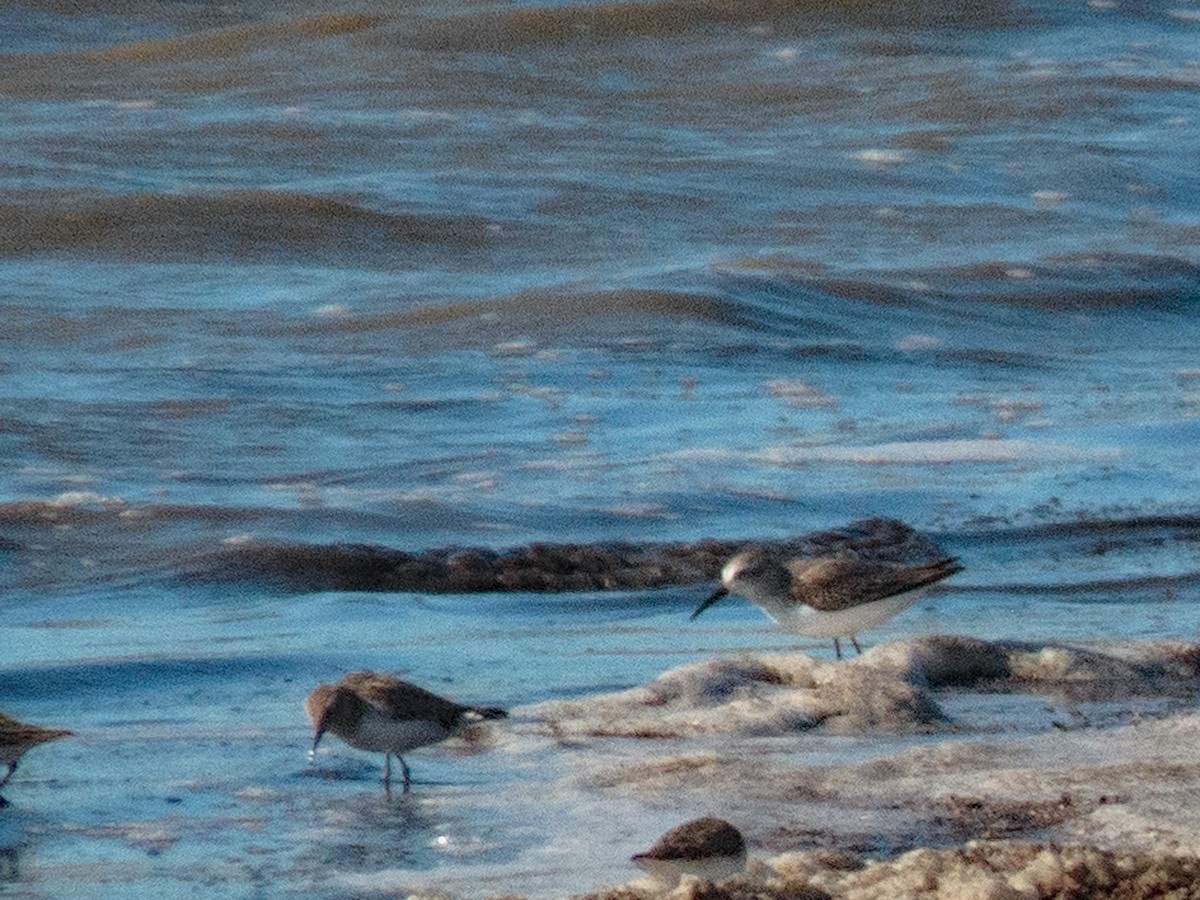 Western Sandpiper - Tom Nagel