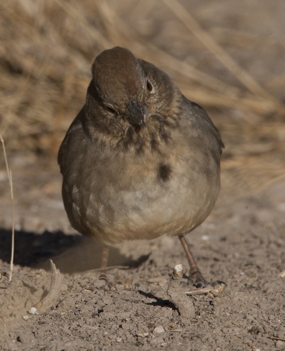 Canyon Towhee - ML38644751