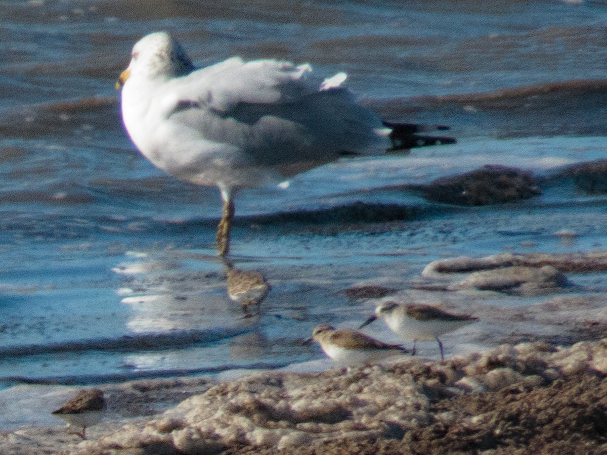 Western Sandpiper - Tom Nagel