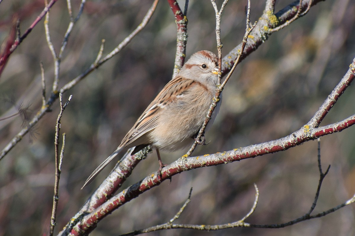 American Tree Sparrow - ML386447831