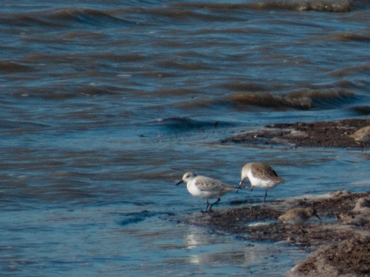 Bécasseau sanderling - ML386448421