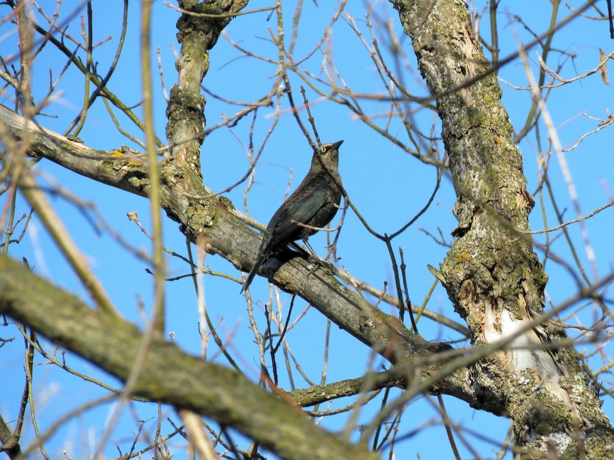 Rusty Blackbird - ML386448581