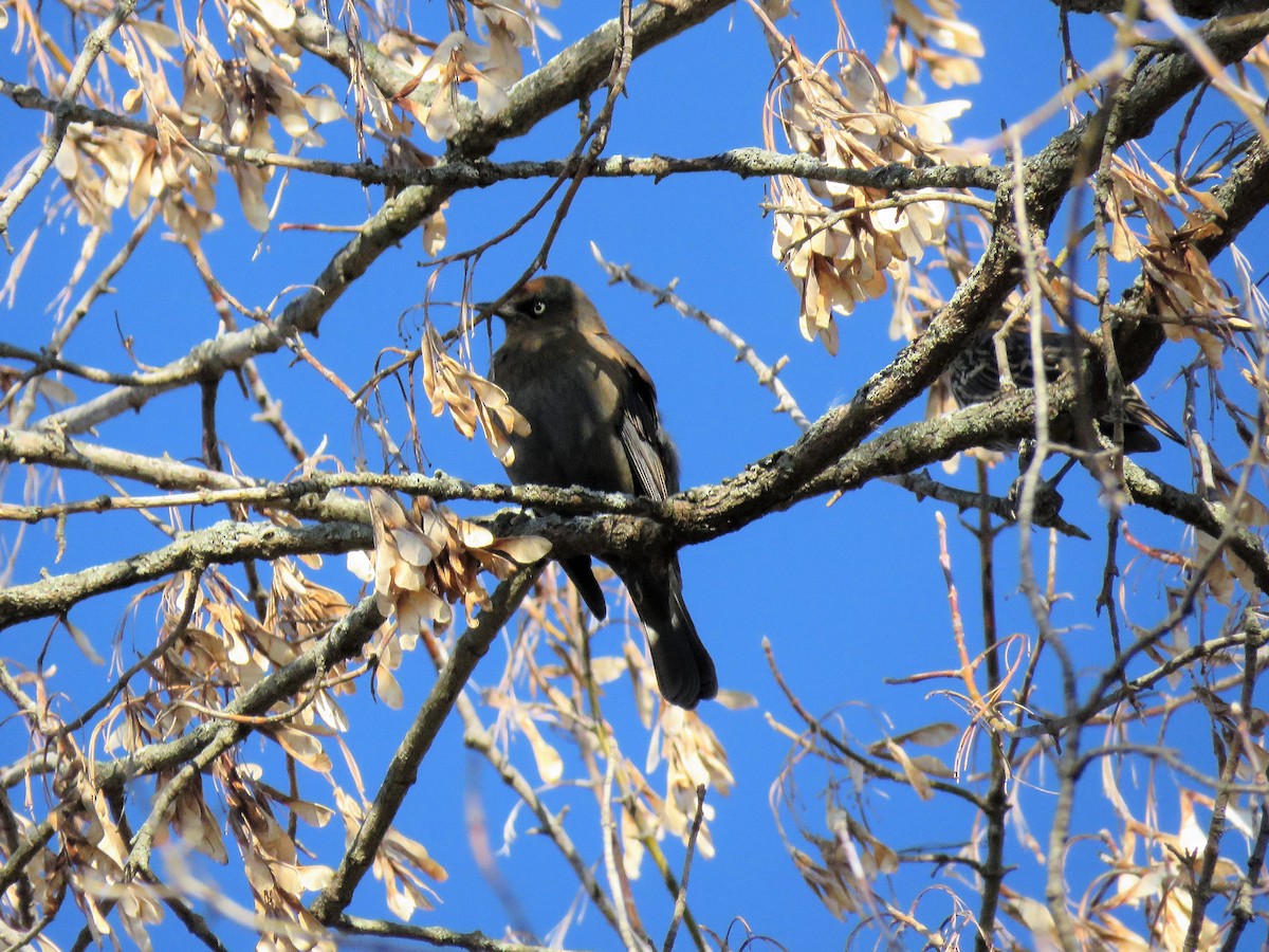Rusty Blackbird - ML386448611