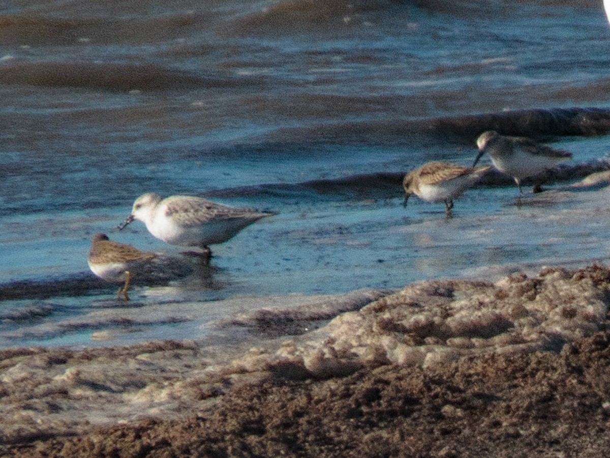 Bécasseau sanderling - ML386449621