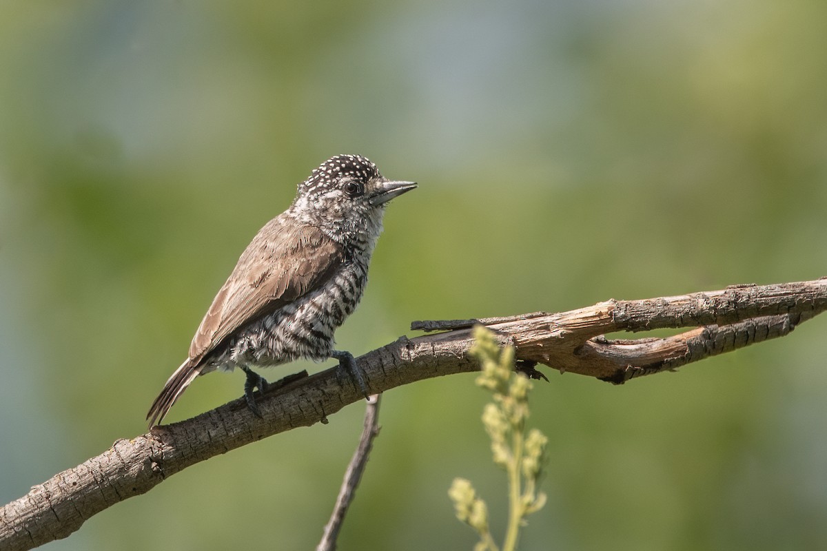 White-barred Piculet - ML386450201