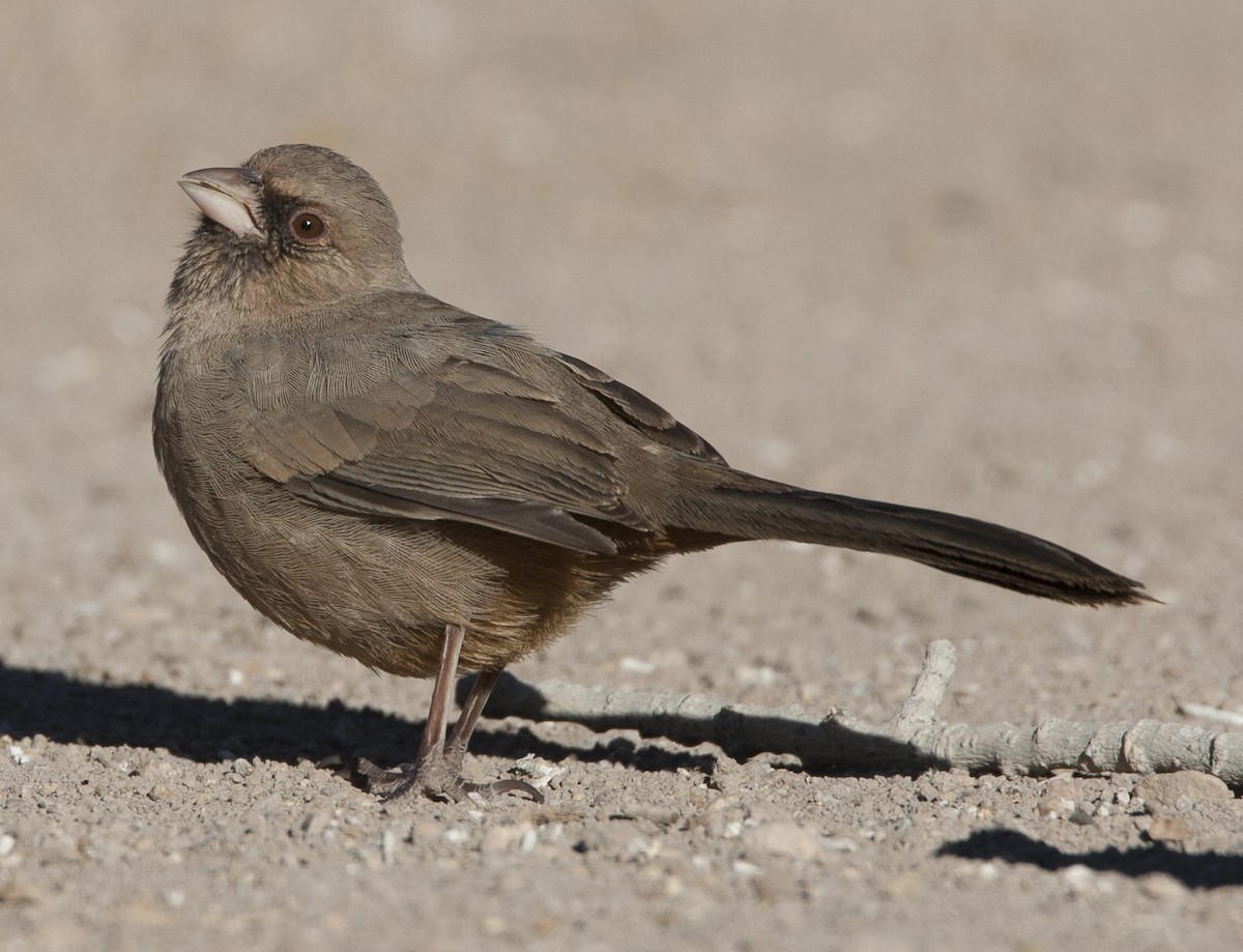 Abert's Towhee - Jeffrey Moore