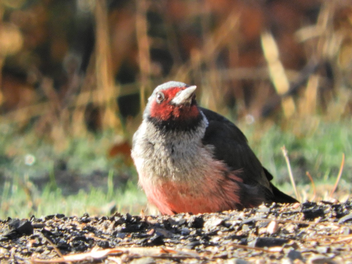 Lewis's Woodpecker - ML386451211