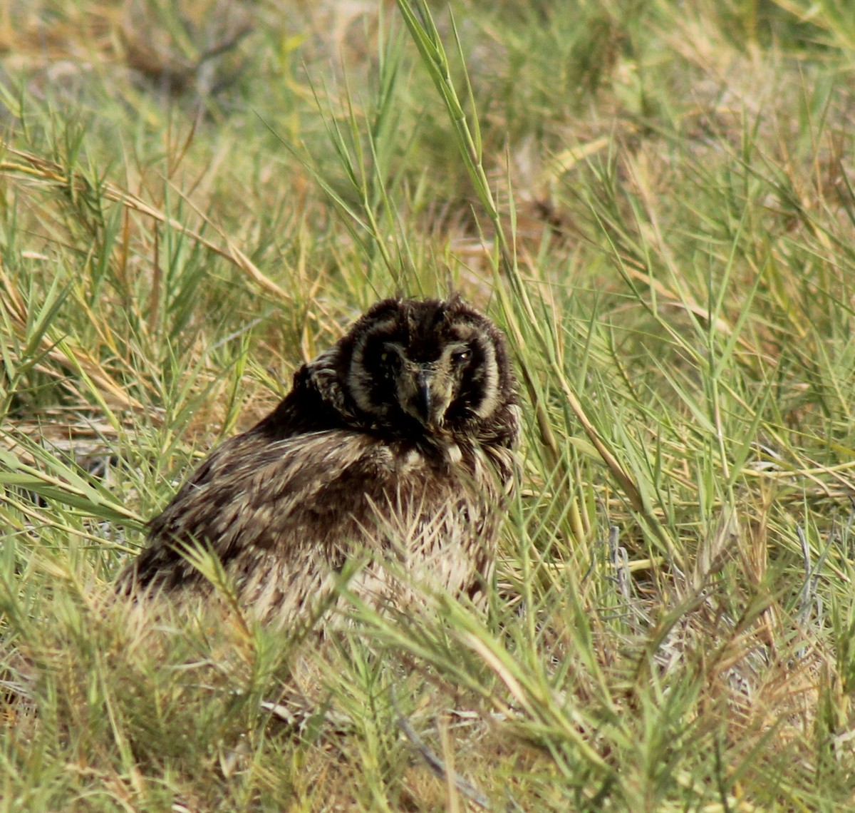 Short-eared Owl - ML386451531