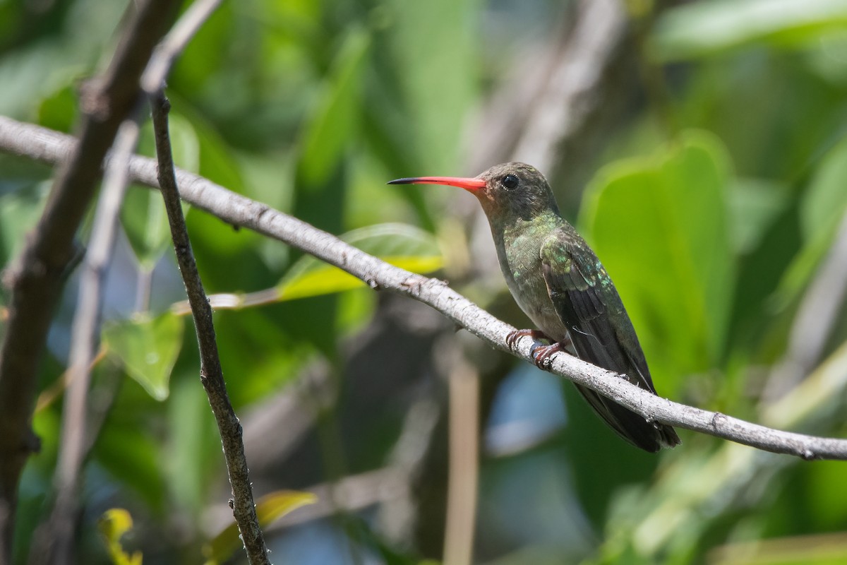 Gilded Hummingbird - Pablo Re