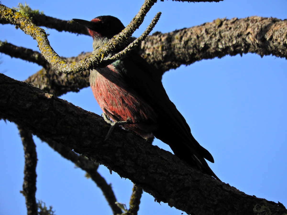 Lewis's Woodpecker - ML386451811