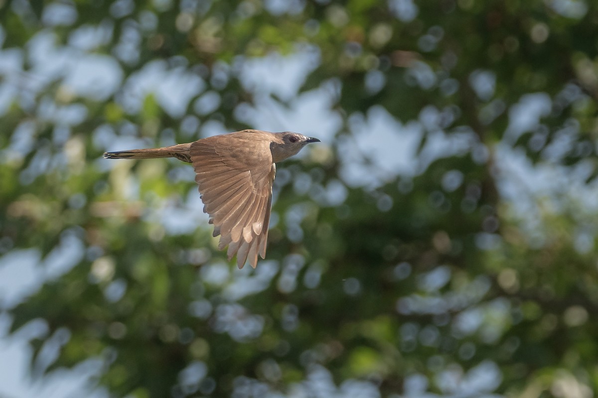 Ash-colored Cuckoo - ML386451971