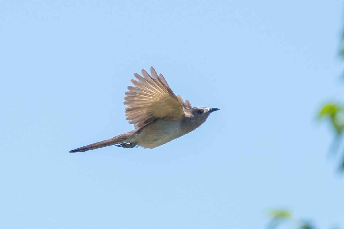 Ash-colored Cuckoo - ML386451991