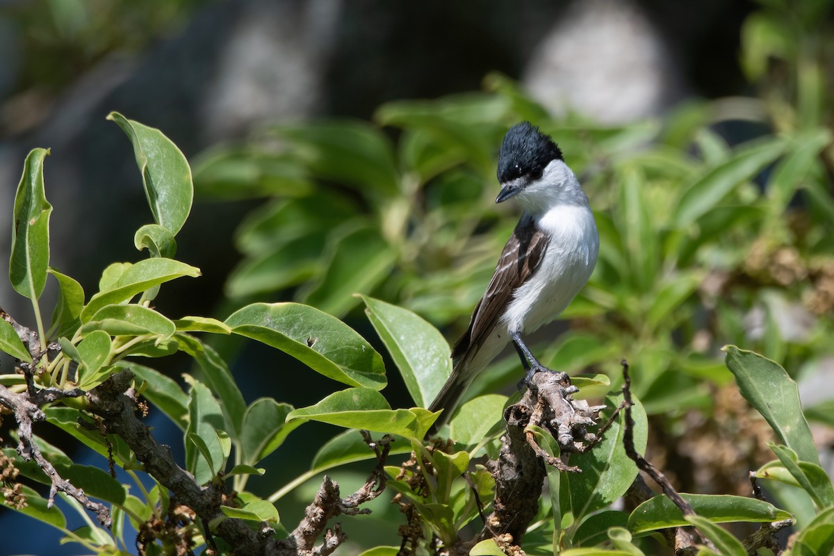 White-naped Xenopsaris - ML386453291