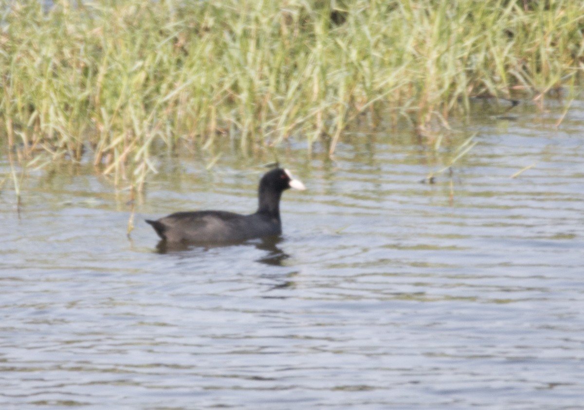 Eurasian Coot - 鈴雯 黃