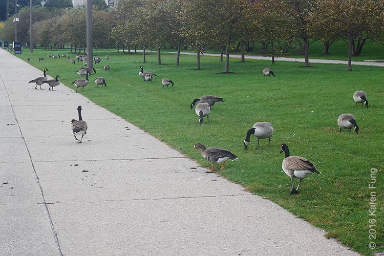 Greater White-fronted Goose - ML38645361