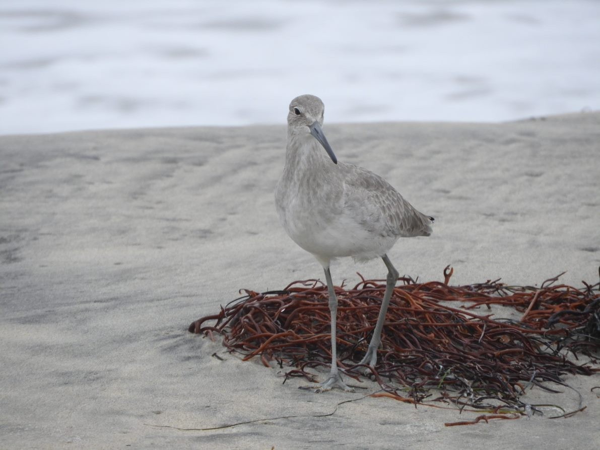 Willet - Amy Harvey