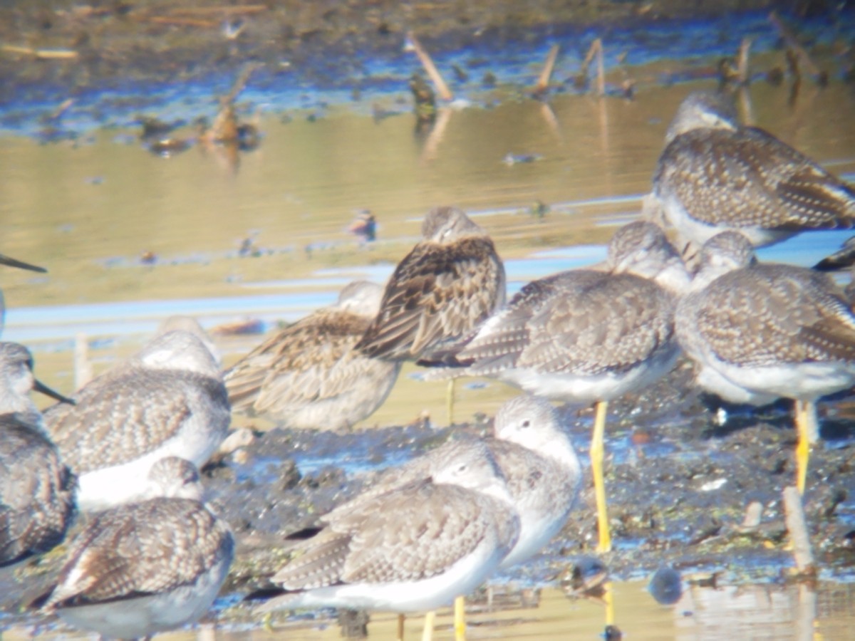Long-billed Dowitcher - ML386454991