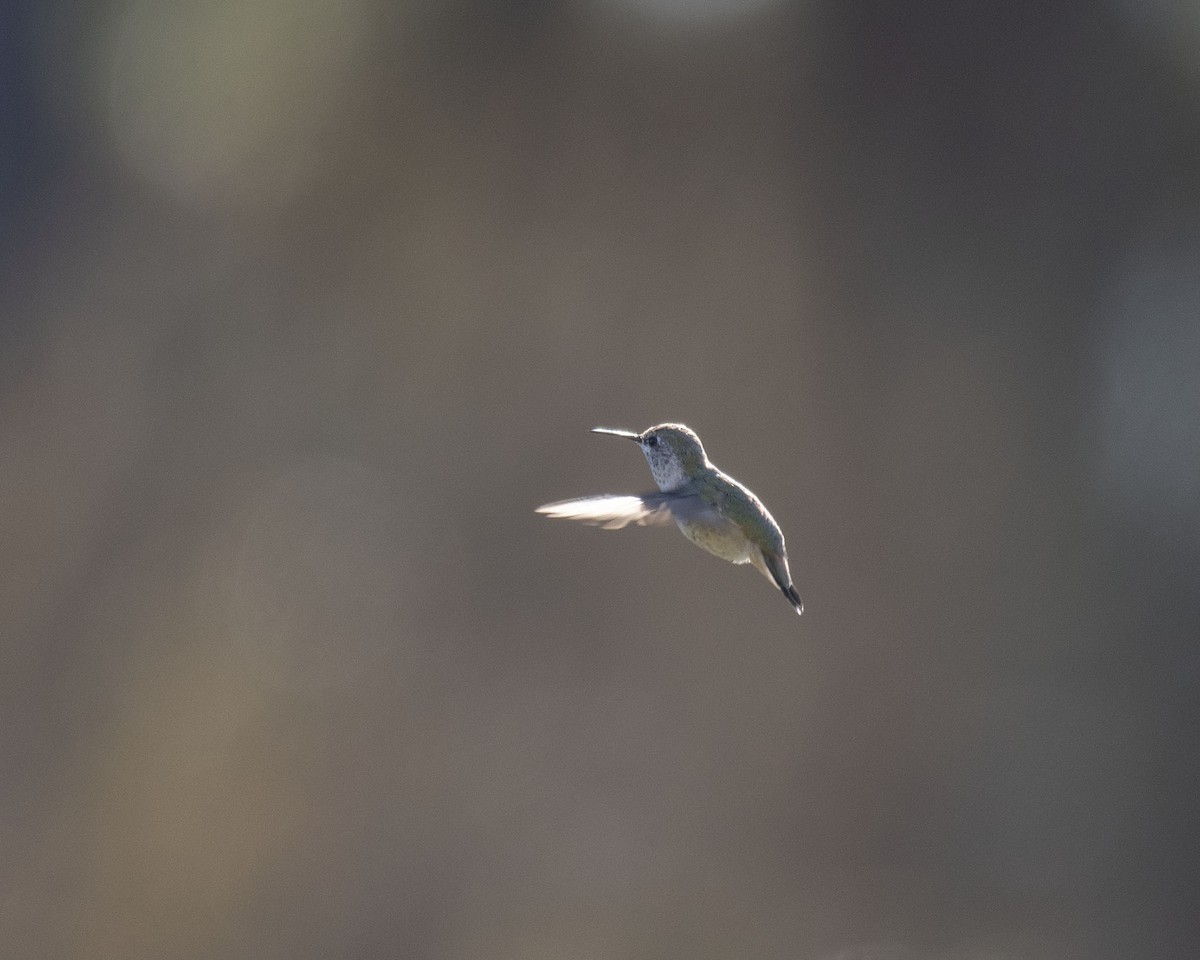 Calliope Hummingbird - ML386456351