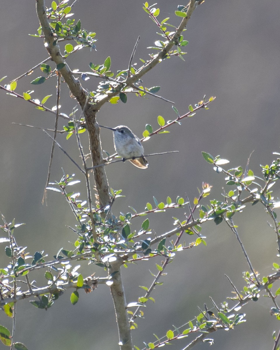 Calliope Hummingbird - ML386456411